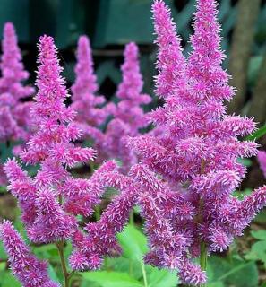 Čechrava - Astilbe hyacintová 25 ks