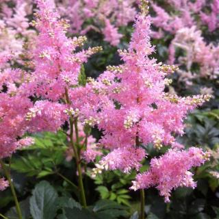 Čechrava - Astilbe růžová 1 ks