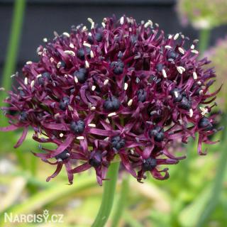 Česnek - Allium Atropurpureum 10 ks