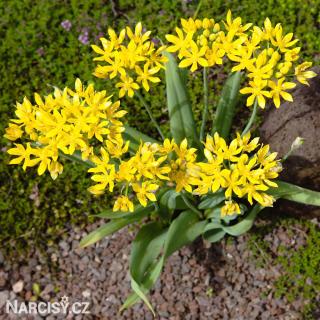 Česnek - Allium Moly Luteum 100 ks