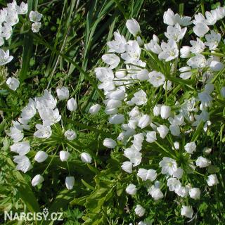 Česnek - Allium Neapolitanum 100 ks
