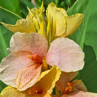 Dosna - Canna Chou Chou 3 ks
