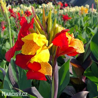 Dosna - Canna Cleopatra 1 ks