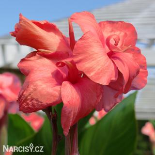Dosna - Canna Oklahoma 3 ks