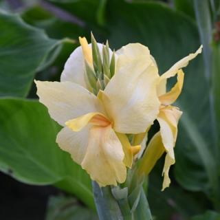 Dosna - Canna Vanilla Cream 3 ks
