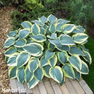 Hosta - American Halo 5 ks
