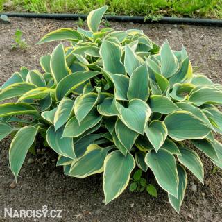 Hosta - Aureomarginata 3 ks
