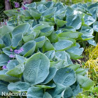 Hosta - Big Daddy 1 ks