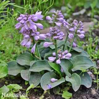 Hosta - Blue mouse ears 3 ks
