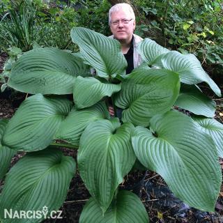 Hosta - T-Rex 1 ks