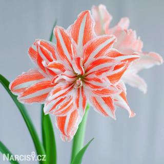 Hvězdník - Amaryllis  Dancing Queen 1 ks