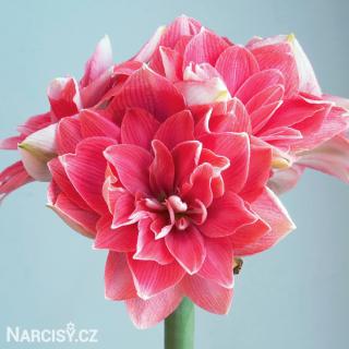 Hvězdník - Amaryllis Double Dream 1 ks