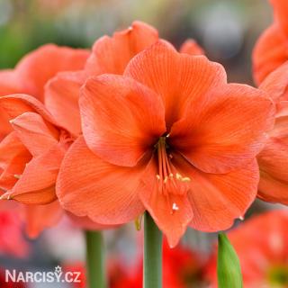 Hvězdník - Amaryllis Orange souvereign 1 ks