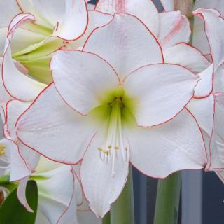 Hvězdník - Amaryllis  Picotee 3 ks