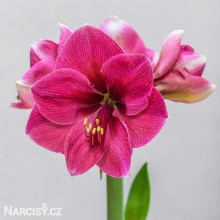 Hvězdník - Amaryllis Pink Rival 1 ks