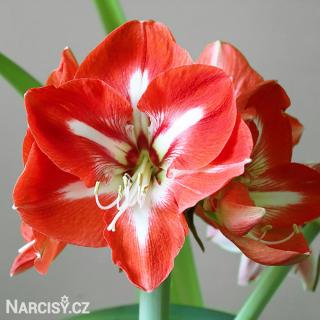 Hvězdník - Amaryllis  Stargazer 1 ks