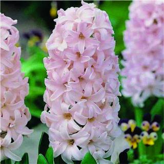 Hyacint - China Pink 10 ks