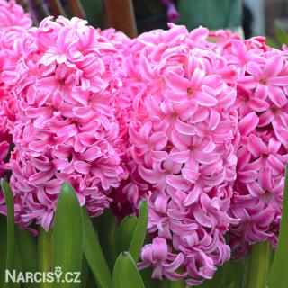 Hyacint - Pink Pearl 10 ks