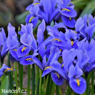 Iris - Harmony reticulata (nízký) 10 ks