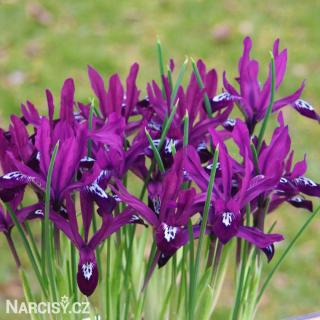 Iris - Pauline reticulata (nízký) 10 ks