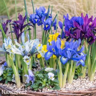 Iris reticulata - Směs nízkých kosatců 10 ks