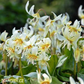 Kandík bílý - Erythronium white beauty 10 ks