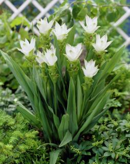 Kurkuma - Alismatifolia White 1 ks