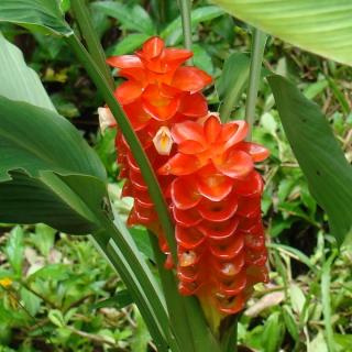 Kurkuma - Roscoeana Orange 3 ks