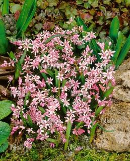 Ladoňka růžová - Scilla Rosea 25 ks