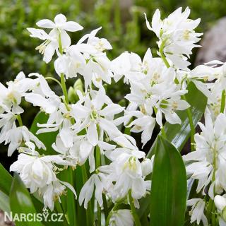 Ladoňka sibiřská bílá  - Scilla Siberica Alba 100 ks