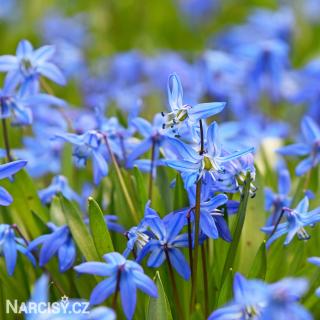 Ladoňka sibiřská - Scilla Siberica 100 ks