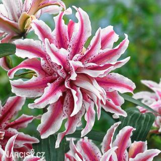 Lilie orient - Magic Star 1 ks