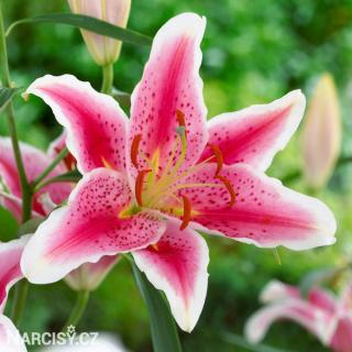Lilie orient  -  Stargazer 1 ks