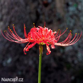 Lycoris - Pavoučí lilie červená 5 ks