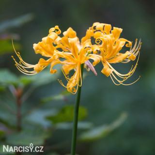 Lycoris - Pavoučí lilie žlutá 3 ks