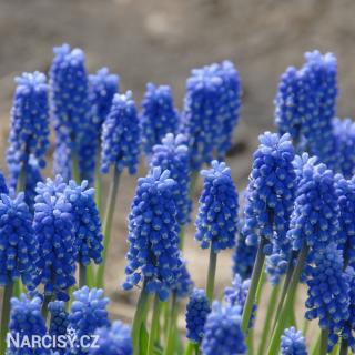 Modřenec - Muscari Blue Magic 10 ks