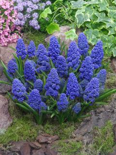 Modřenec - Muscari Blue Spike 10 ks