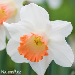 Narcis - Accent 50 ks