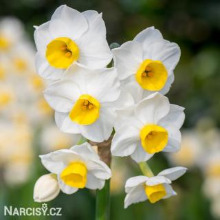 Narcis - Avalanche 10 ks