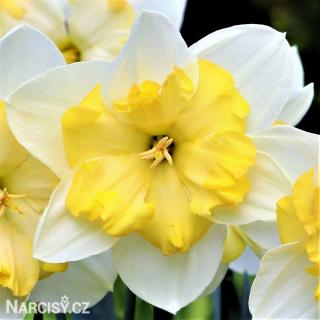 Narcis - Bella Estrella 100 ks