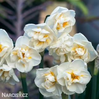 Narcis - Bridal Crown 10 ks