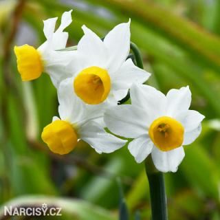 Narcis - Canaliculatus 10 ks