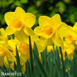 Narcis - Carlton 10 ks
