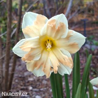 Narcis - Cum Laude 10 ks