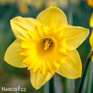 Narcis - Dutch master 100 ks
