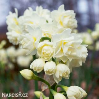 Narcis - Erlicheer 10 ks