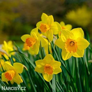 Narcis - Fortune 10 ks