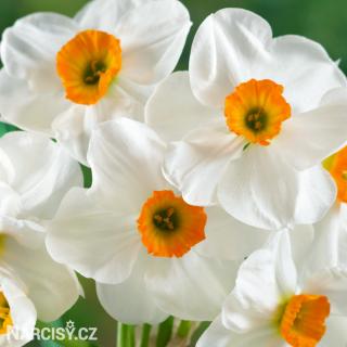 Narcis - Geranium 25 ks