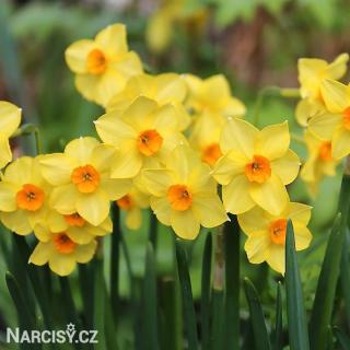 Narcis - Golden dawn 10 ks