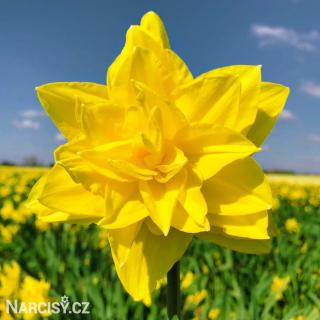Narcis - Golden ducat 10 ks
